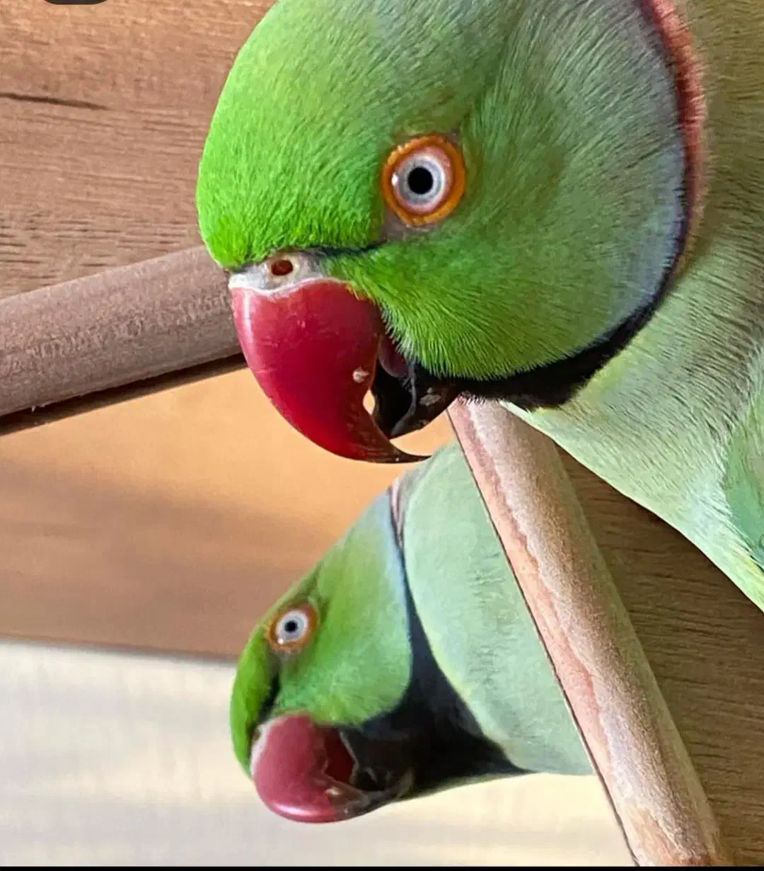 ملنگو فوق استسنایی|پرنده|ارومیه, |دیوار