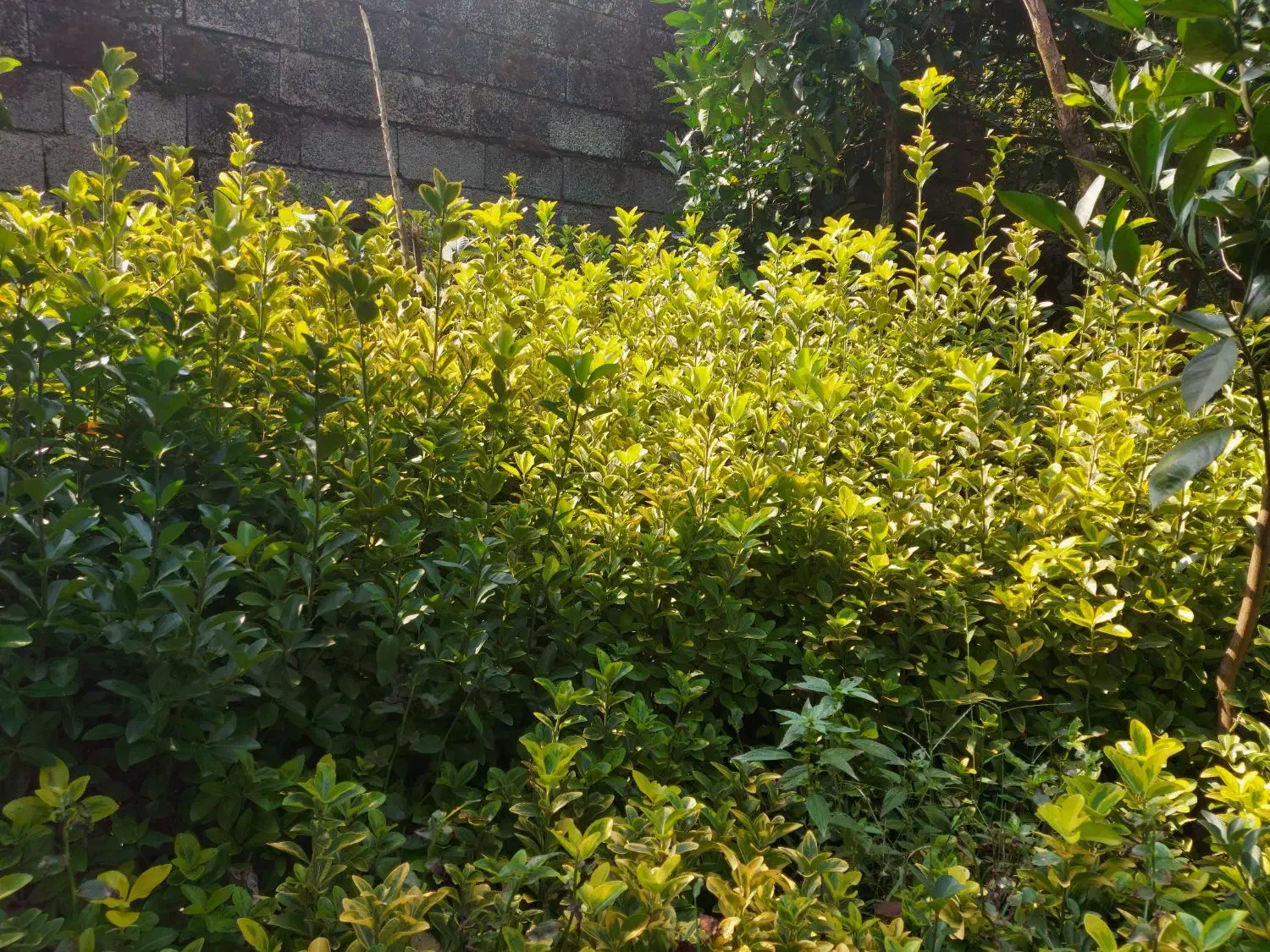 شمشاد طلایی و سبز زمینی|خدمات باغبانی و درختکاری|چابکسر, |دیوار