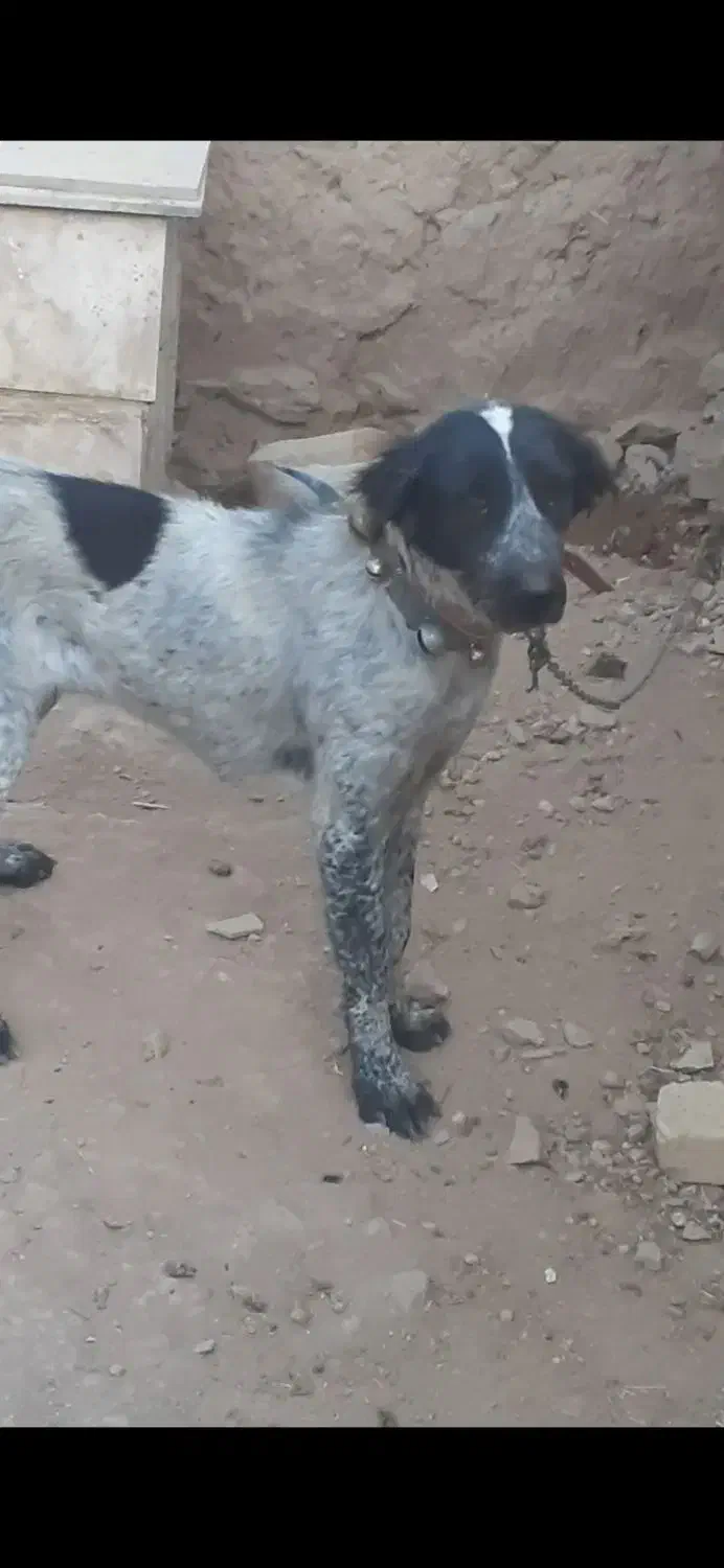 سگه|سگ|قره کهریز, |دیوار