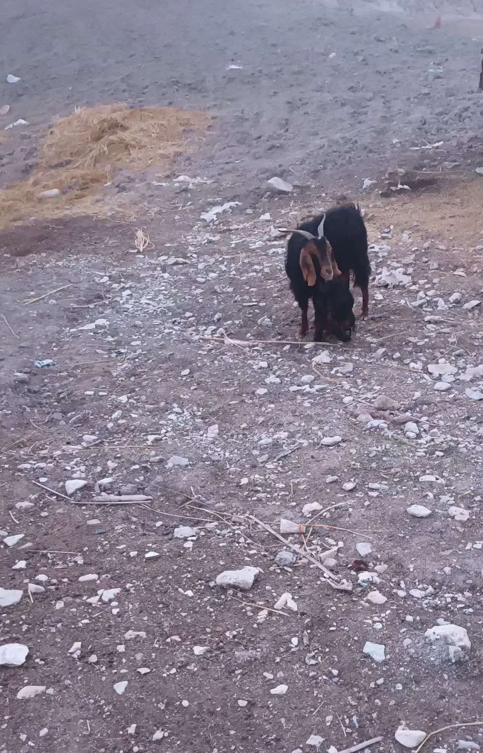 بزغاله|حیوانات مزرعه|ایلام, |دیوار