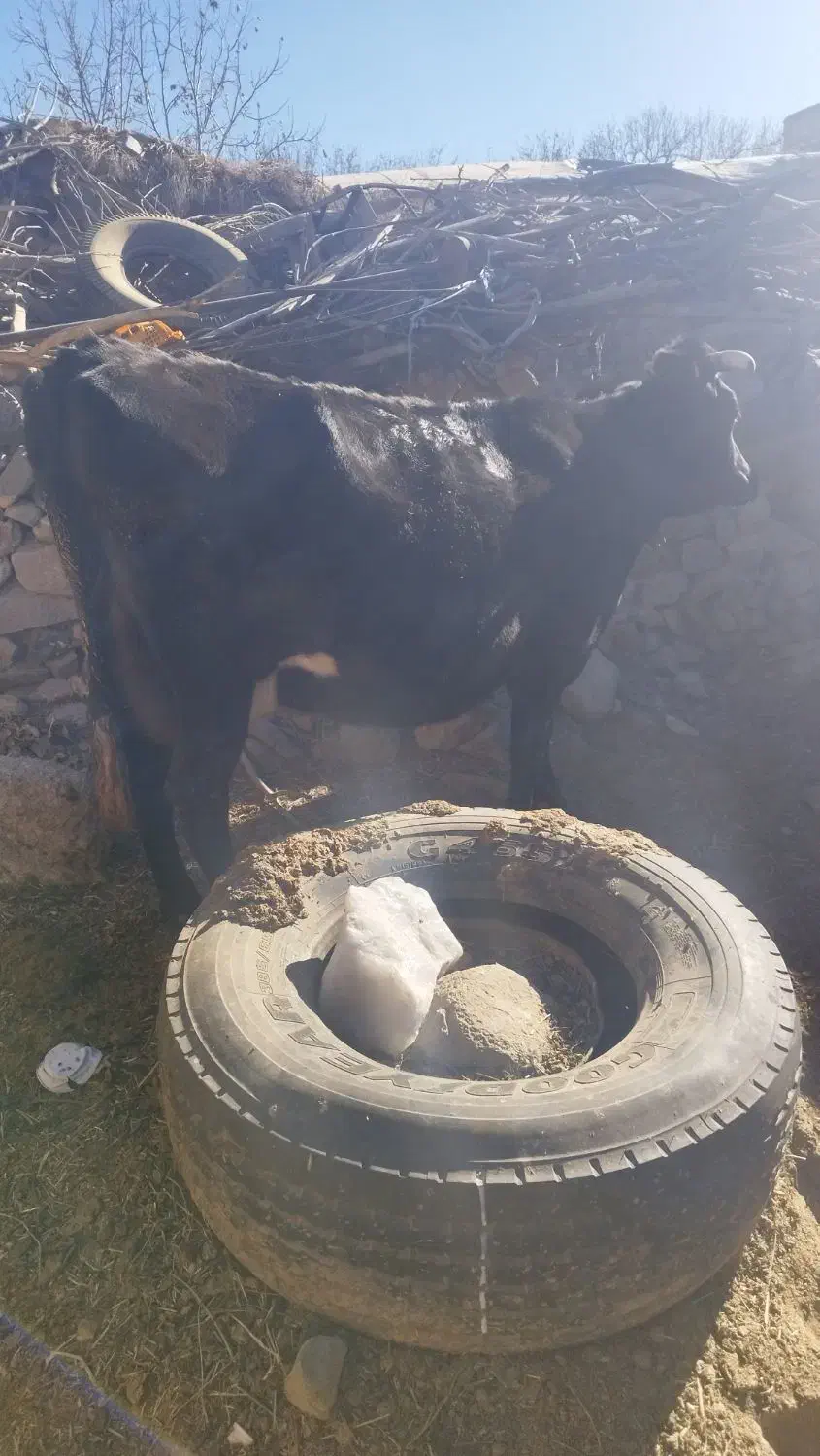 گاو ماهونی اصل|حیوانات مزرعه|لاله زار, |دیوار