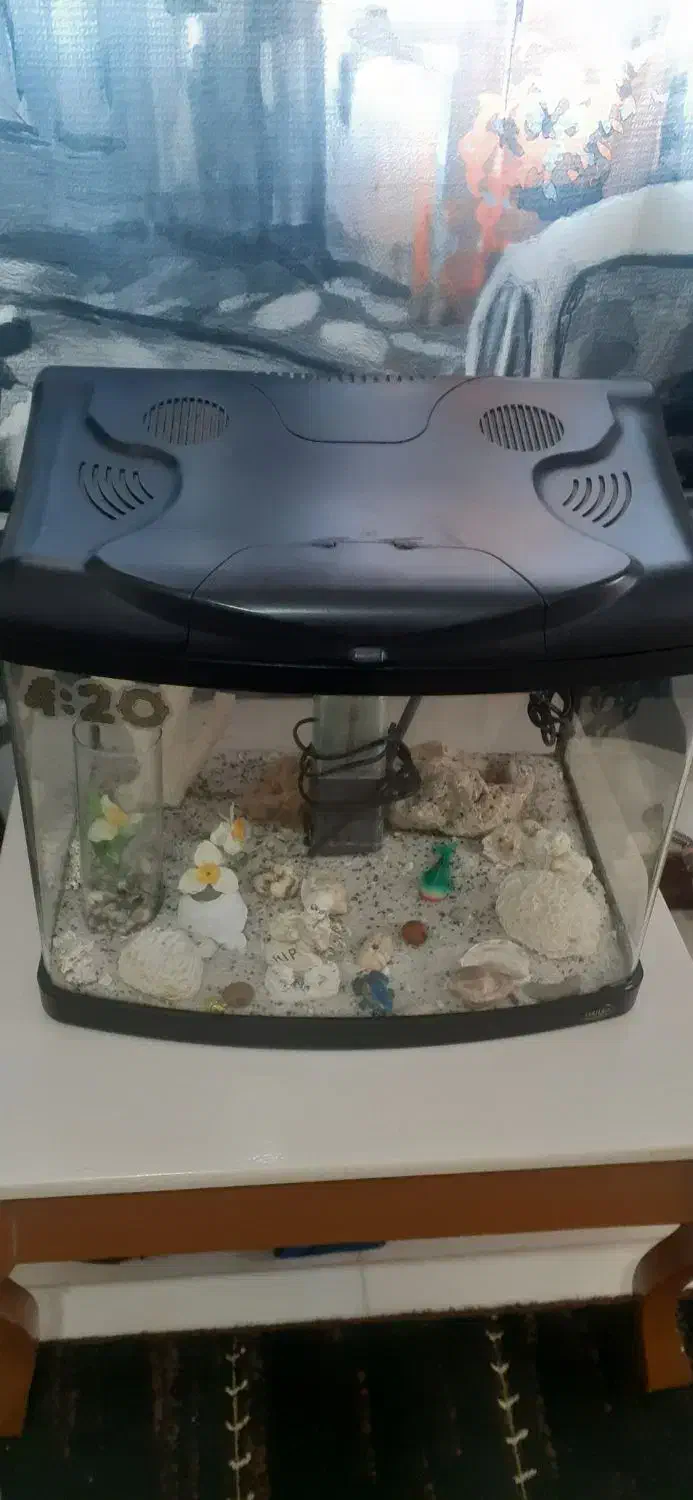 آکواریوم مشکی|ماهی|پرند, فاز ۴|دیوار