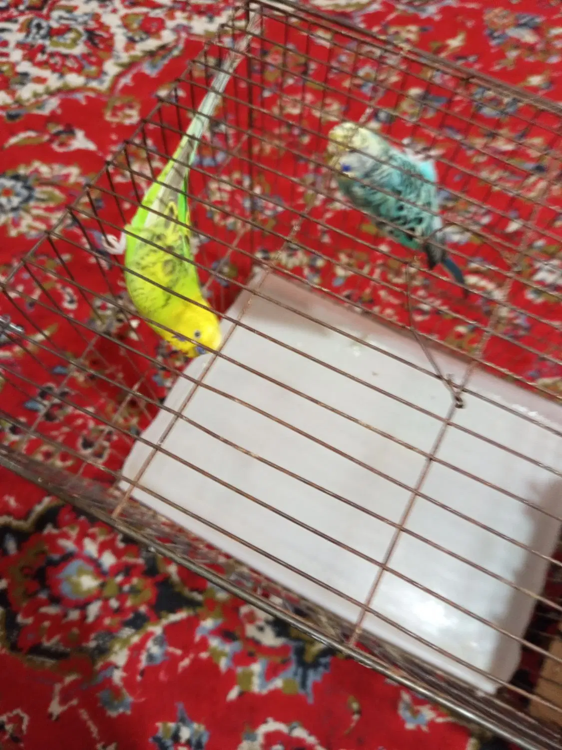 مرغ عشق|پرنده|نورآباد ممسنی, |دیوار