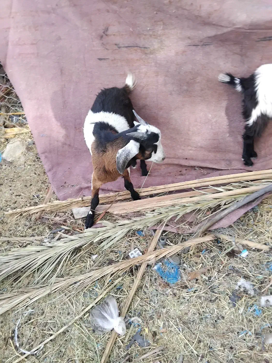 کری رشتی چاخ|حیوانات مزرعه|ریگان, |دیوار