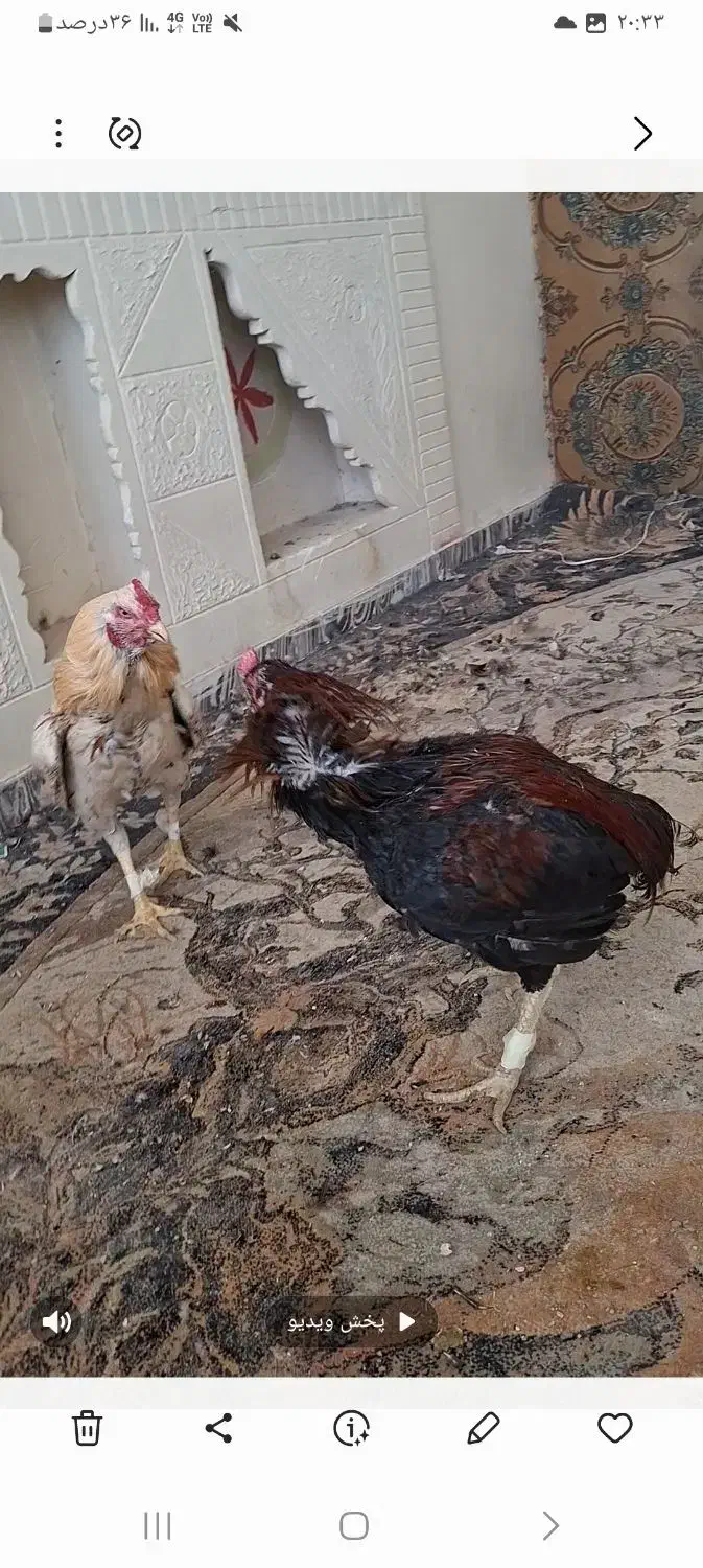 خروس لاری|حیوانات مزرعه|ماهدشت, |دیوار