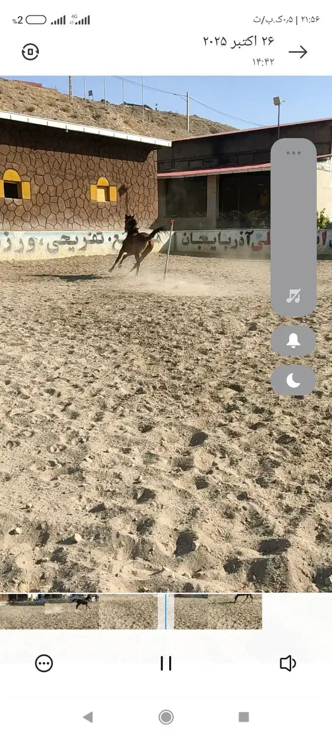 مادیون کورد آرام نژاد دار|اسب و تجهیزات اسبسواری|تبریز, |دیوار