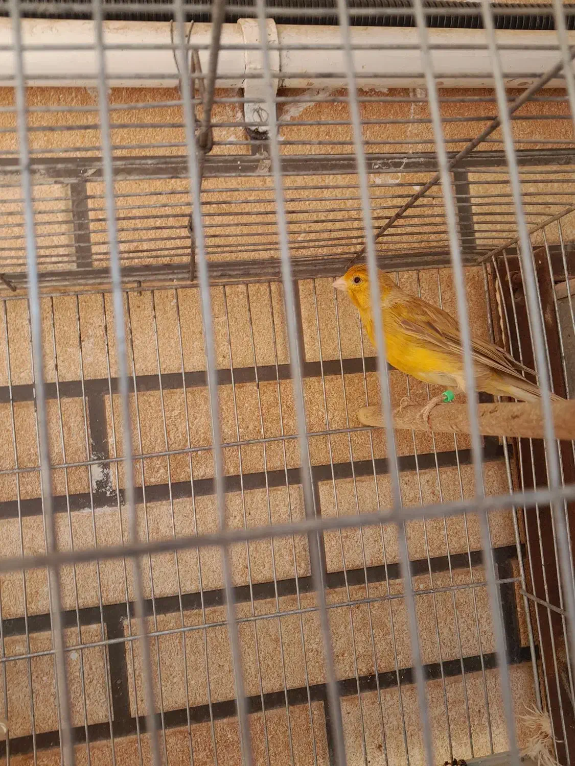 قناری دارچین نر|پرنده|کرمان, |دیوار