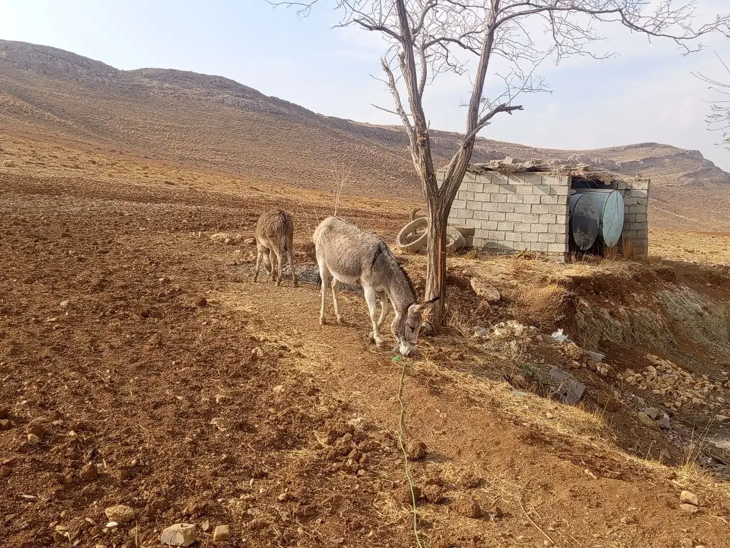 الاغ|حیوانات مزرعه|بیجار, |دیوار