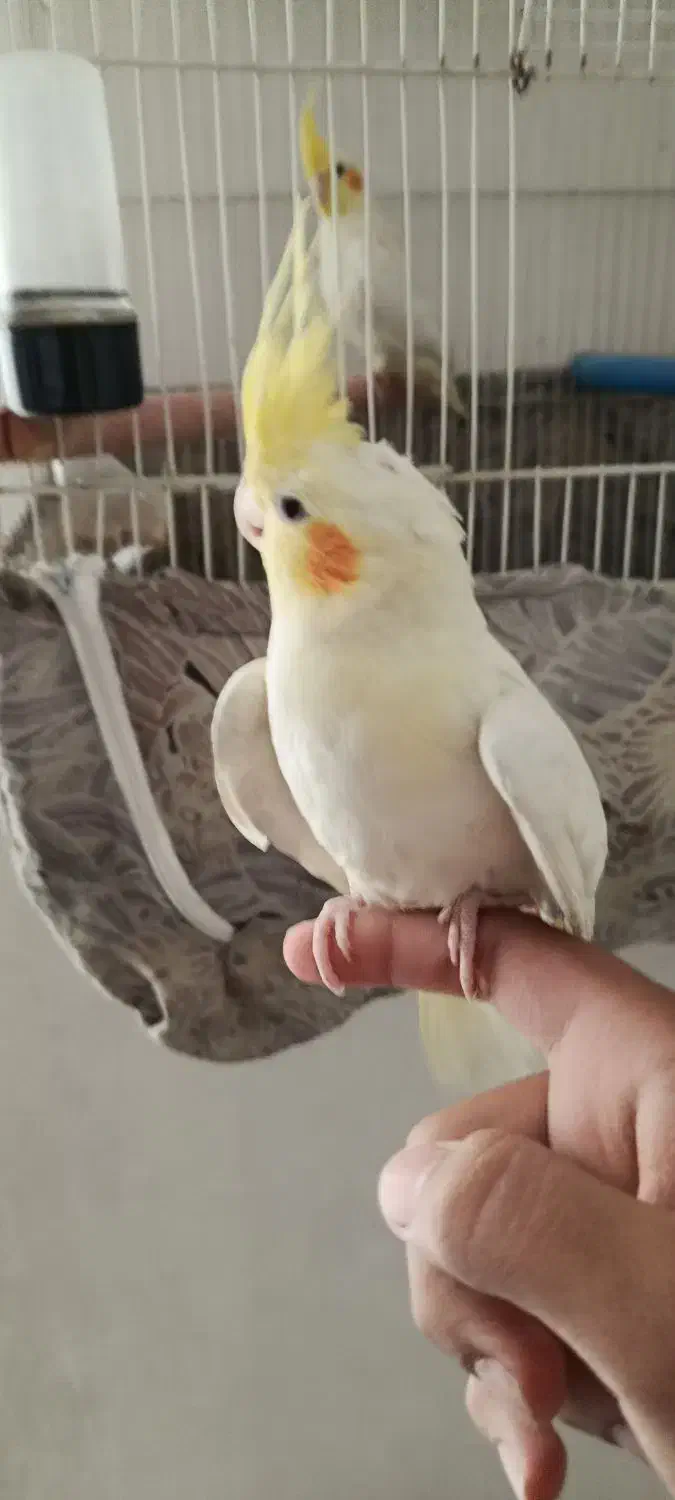 جفت عروس لوتینو|پرنده|مشهد, یاس|دیوار