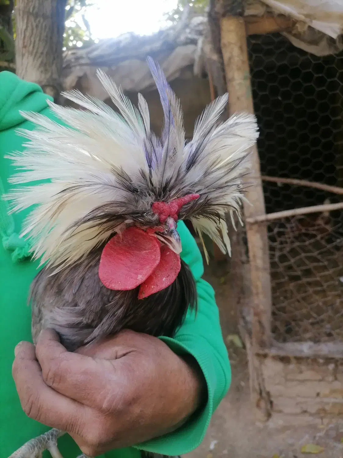 خروس لهستانی|حیوانات مزرعه|بومهن, |دیوار