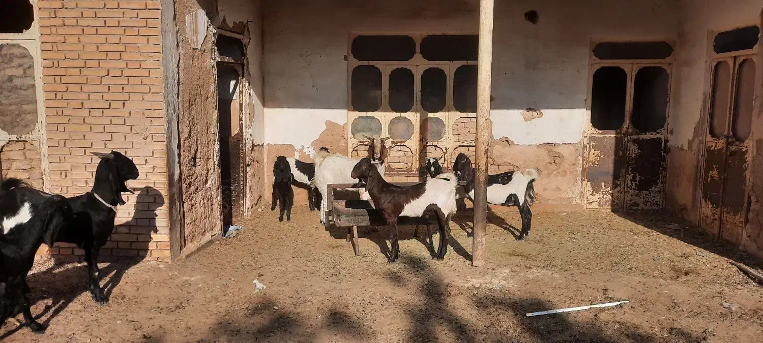 چند عدد بز و کهره پاکستانی|حیوانات مزرعه|کوار, |دیوار