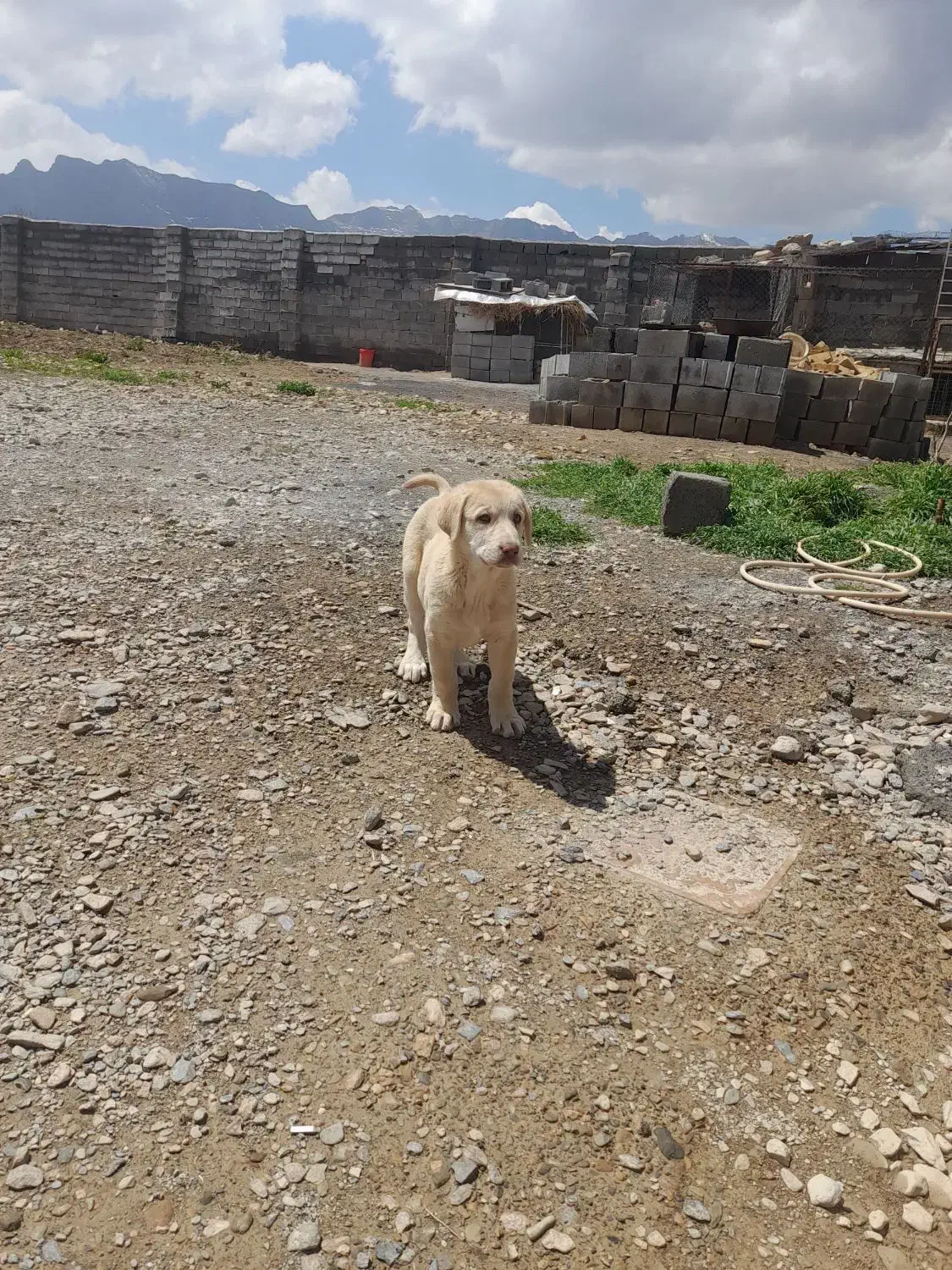 سگ کورد|سگ|اراک, |دیوار