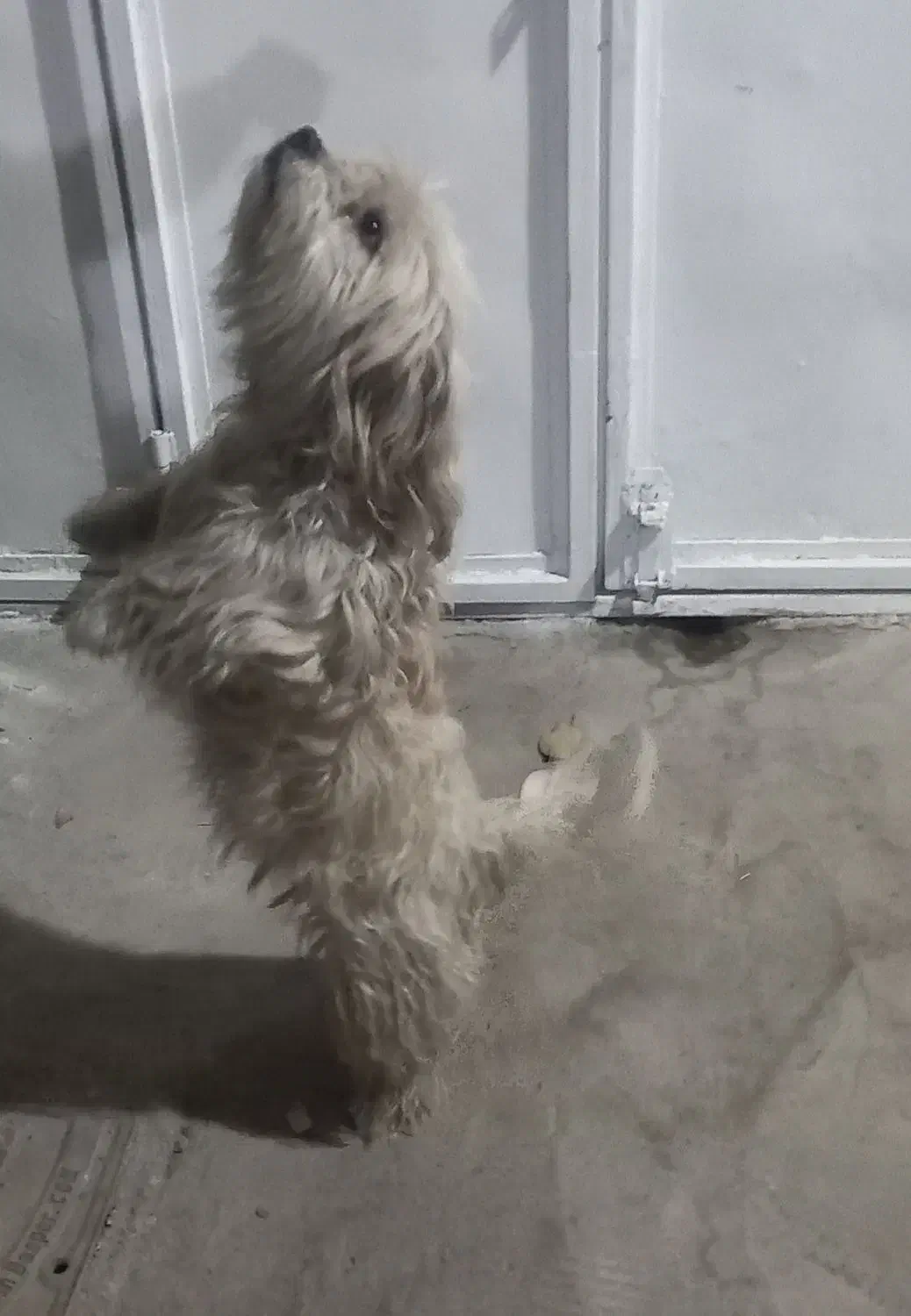 سگ پاکوتاه|سگ|خوی, |دیوار