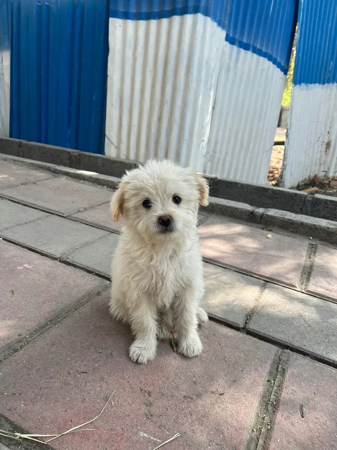 سگ تریر واگذاری|سگ|تهران, دهونک|دیوار