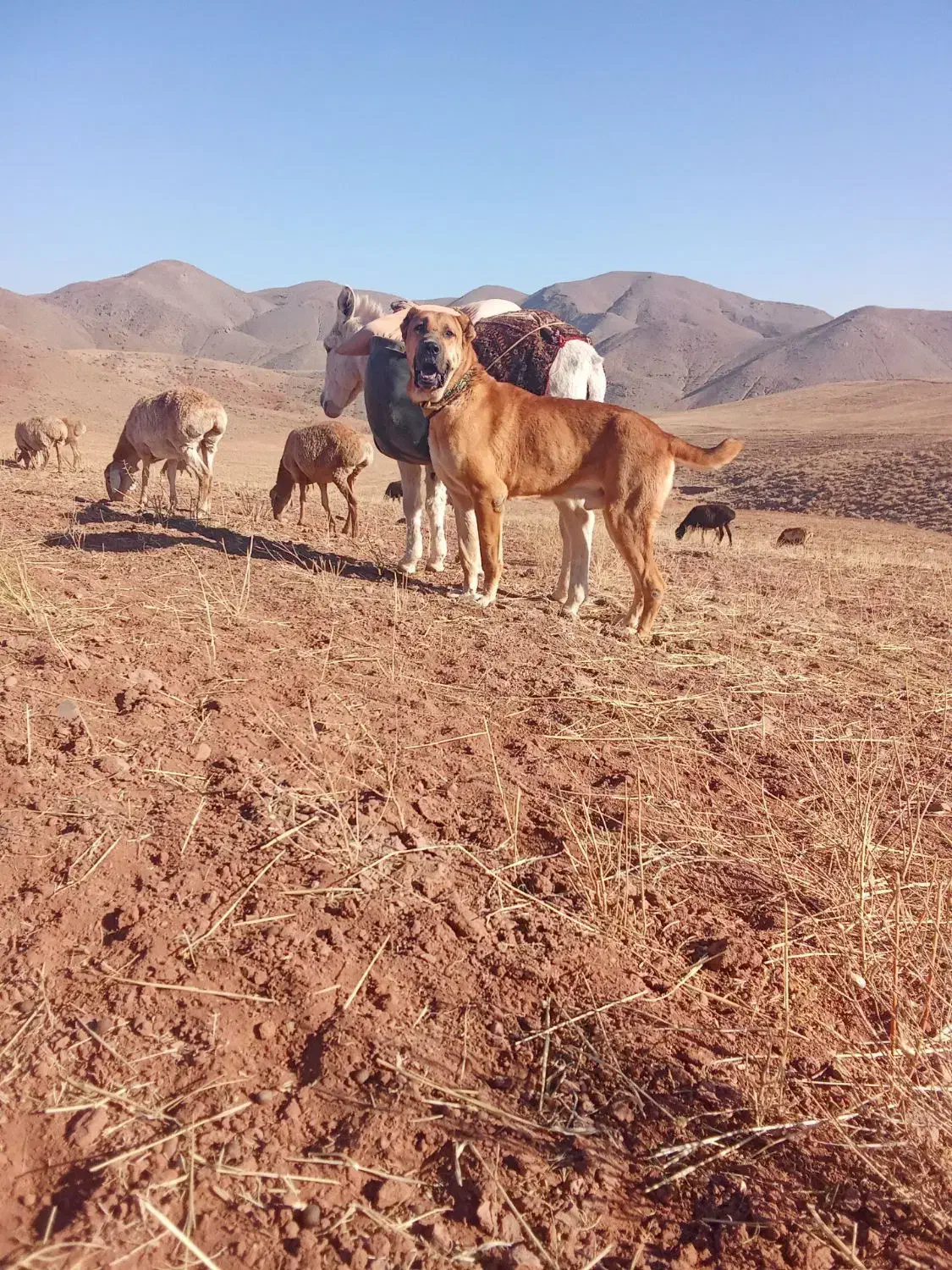 سگ‌گلگی|سگ|تربت جام, جامرود|دیوار