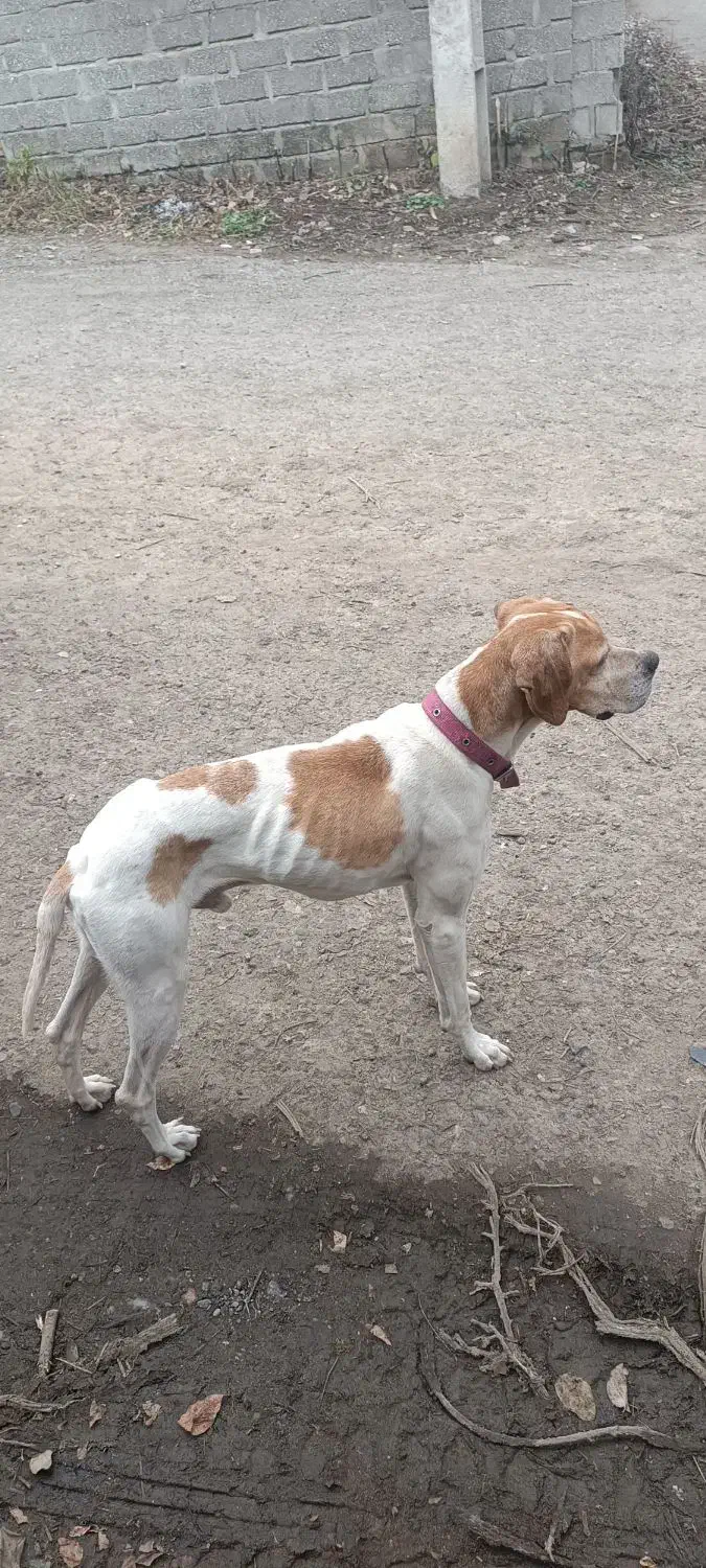 گمشده|سگ|تالش, هشتپر|دیوار