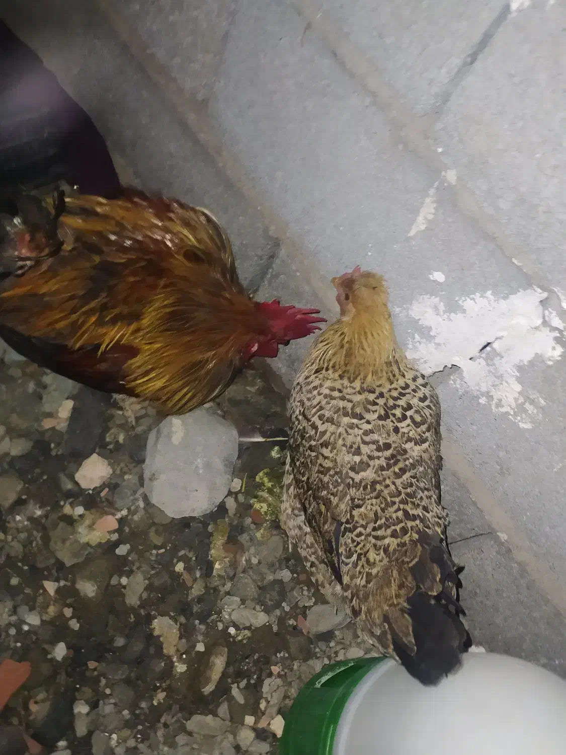 مرغ خروس عالی خروس|حیوانات مزرعه|چاه مرید, |دیوار