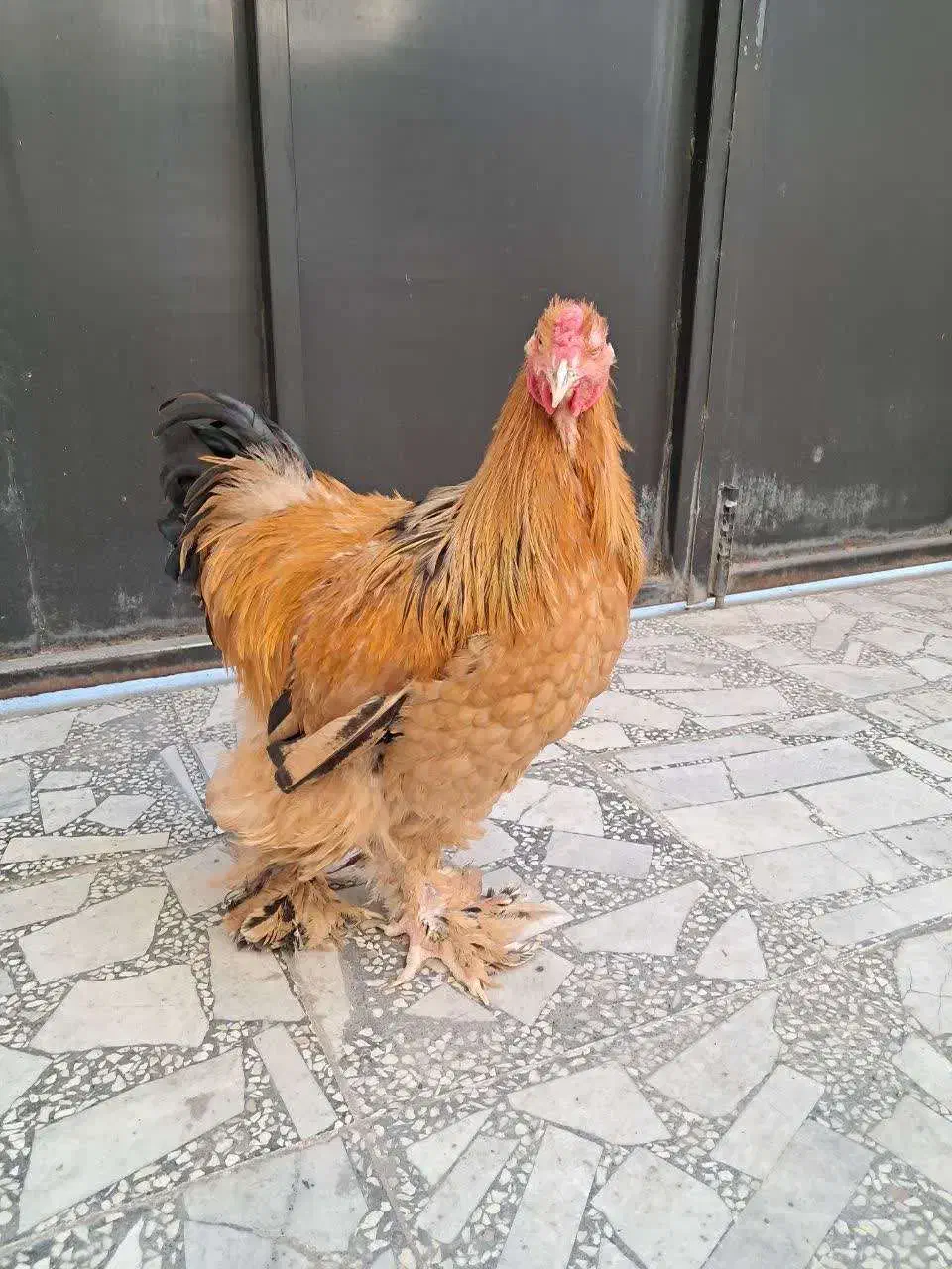 خروس امپراطور نژاد اصیل|حیوانات مزرعه|بابلسر, |دیوار