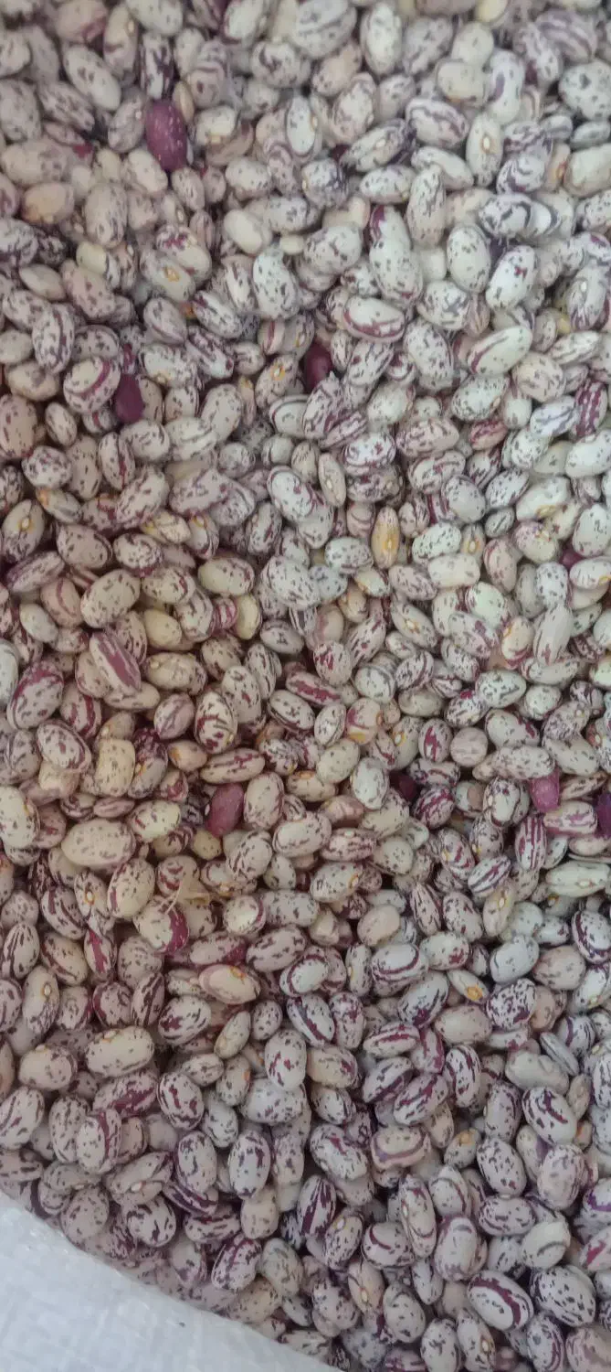 فروش لوبیا چیتی|حراج|سراب, |دیوار