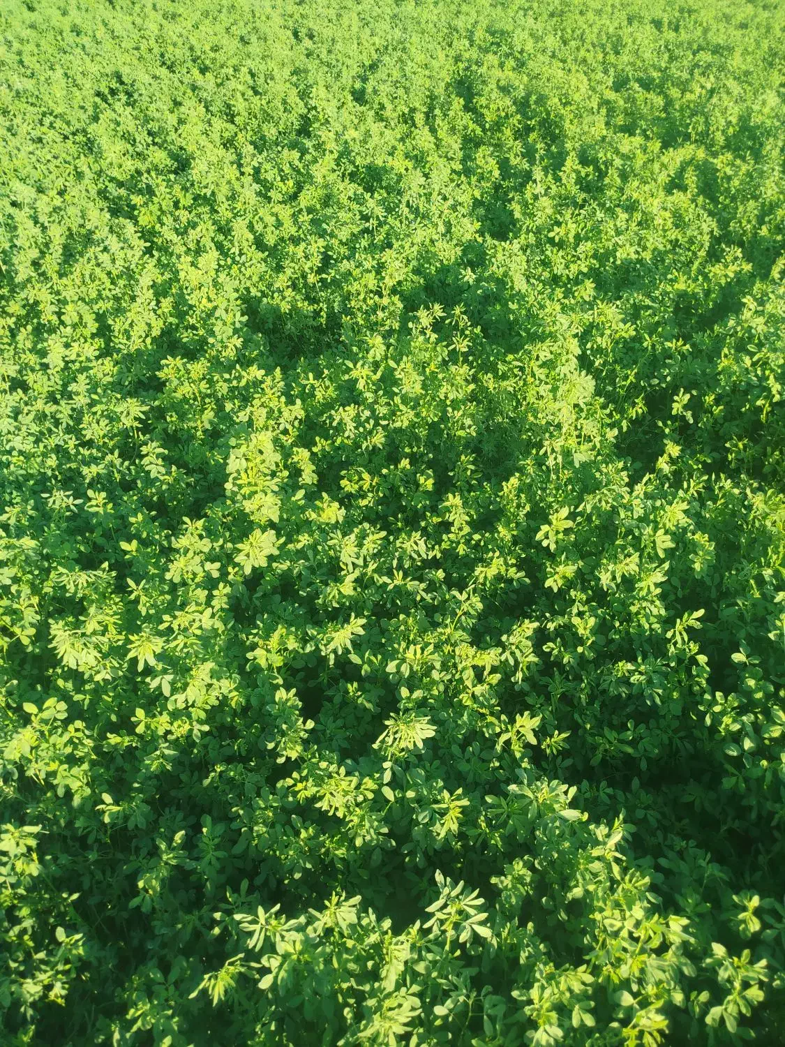 یونجه خورد شده درجه یک و عالی|لوازم جانبی حیوانات|خانمیرزا, |دیوار