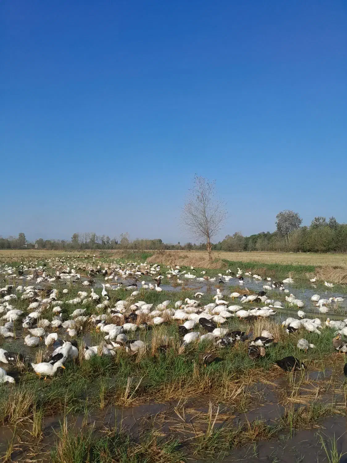 اووردک|حیوانات مزرعه|لاهیجان, انقلاب|دیوار