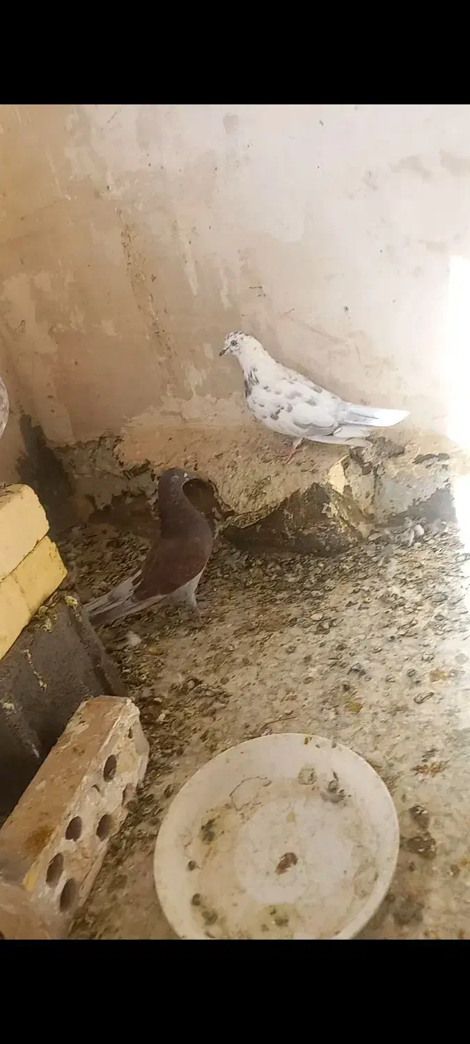 کفتر پرشی|پرنده|مهدی شهر, |دیوار