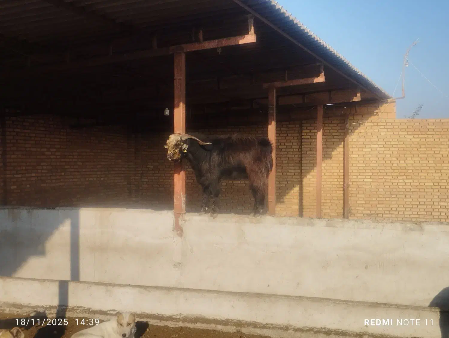 بز جوان نر مست مست|حیوانات مزرعه|سرخنکلاته, |دیوار