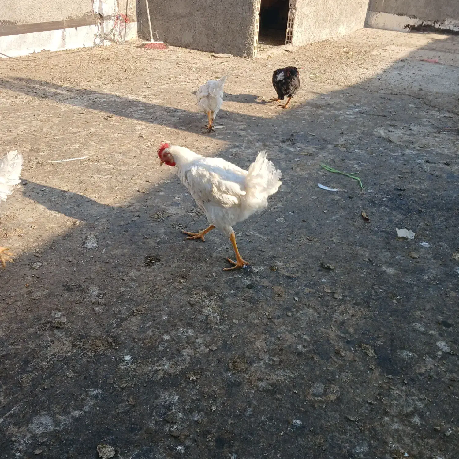 تعدادی خروس ۸ ماهه لوهمن سفید|حیوانات مزرعه|نسیمشهر, |دیوار