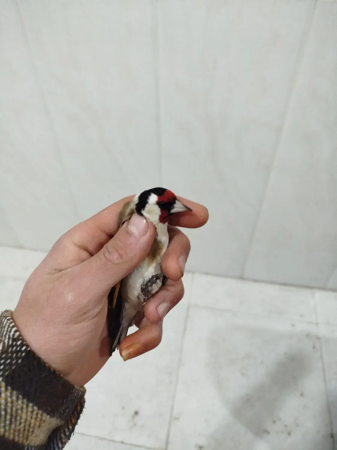 سه عدد سهره نر|پرنده|نقده, |دیوار