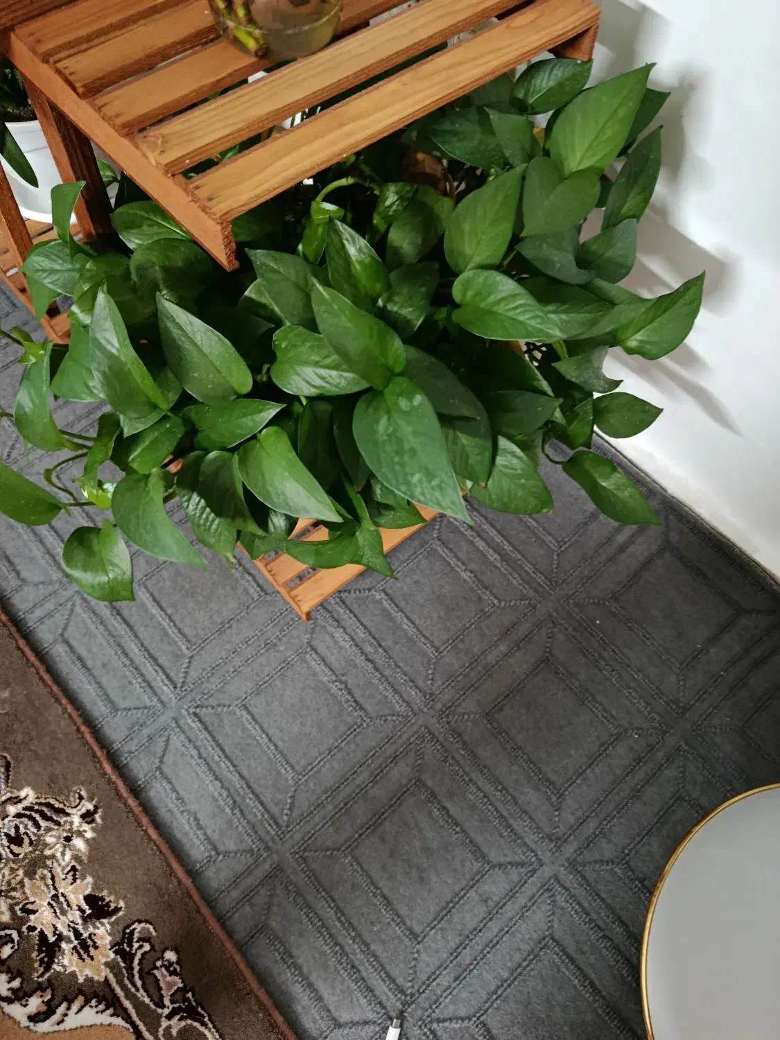 گل زیبا|گل و گیاه طبیعی|طرقبه, |دیوار