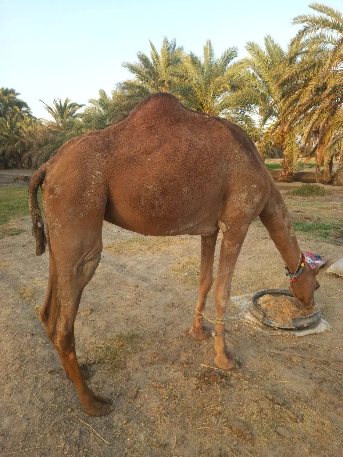 شتر|حیوانات مزرعه|جلگه چاه هاشم, |دیوار