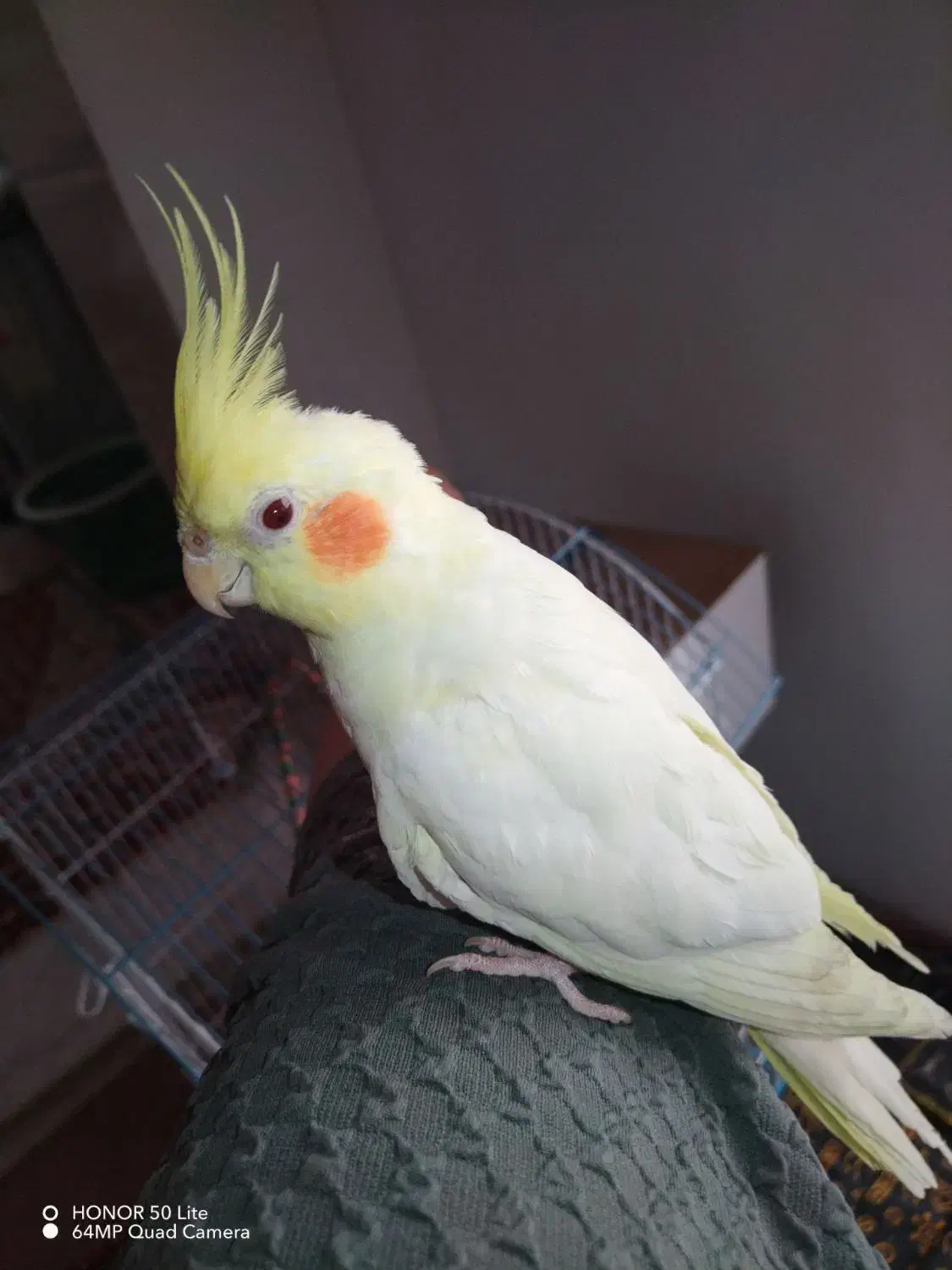 عروس هلندی|پرنده|قیدار, |دیوار