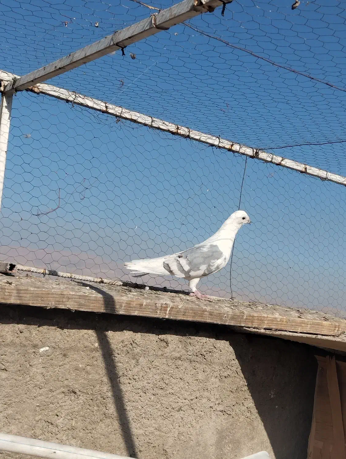 کفتر پلاکی|پرنده|شیراز, شهرک دارایی|دیوار