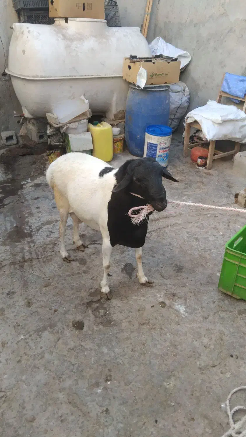 غوچ|حیوانات مزرعه|قشم, |دیوار