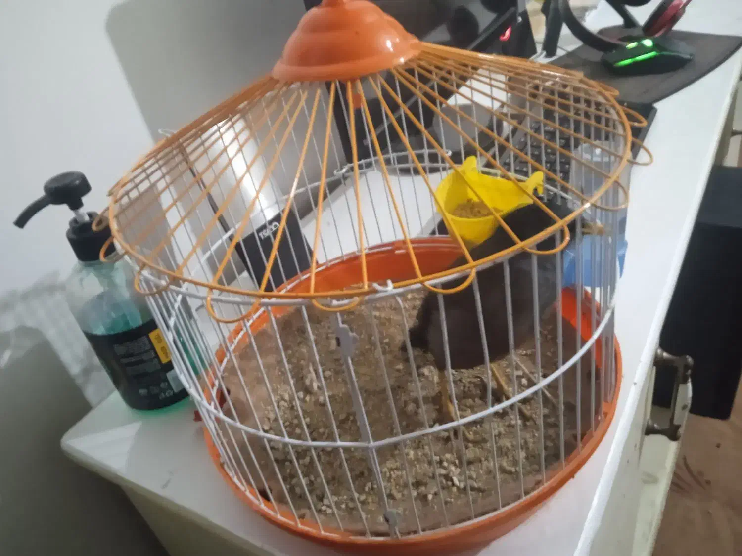 مرغ مینا سخنگو|پرنده|آزادشهر, |دیوار