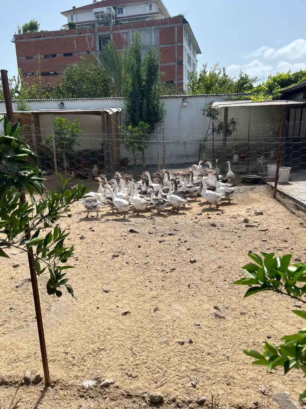 غاز محلی|حیوانات مزرعه|فریدونکنار, |دیوار