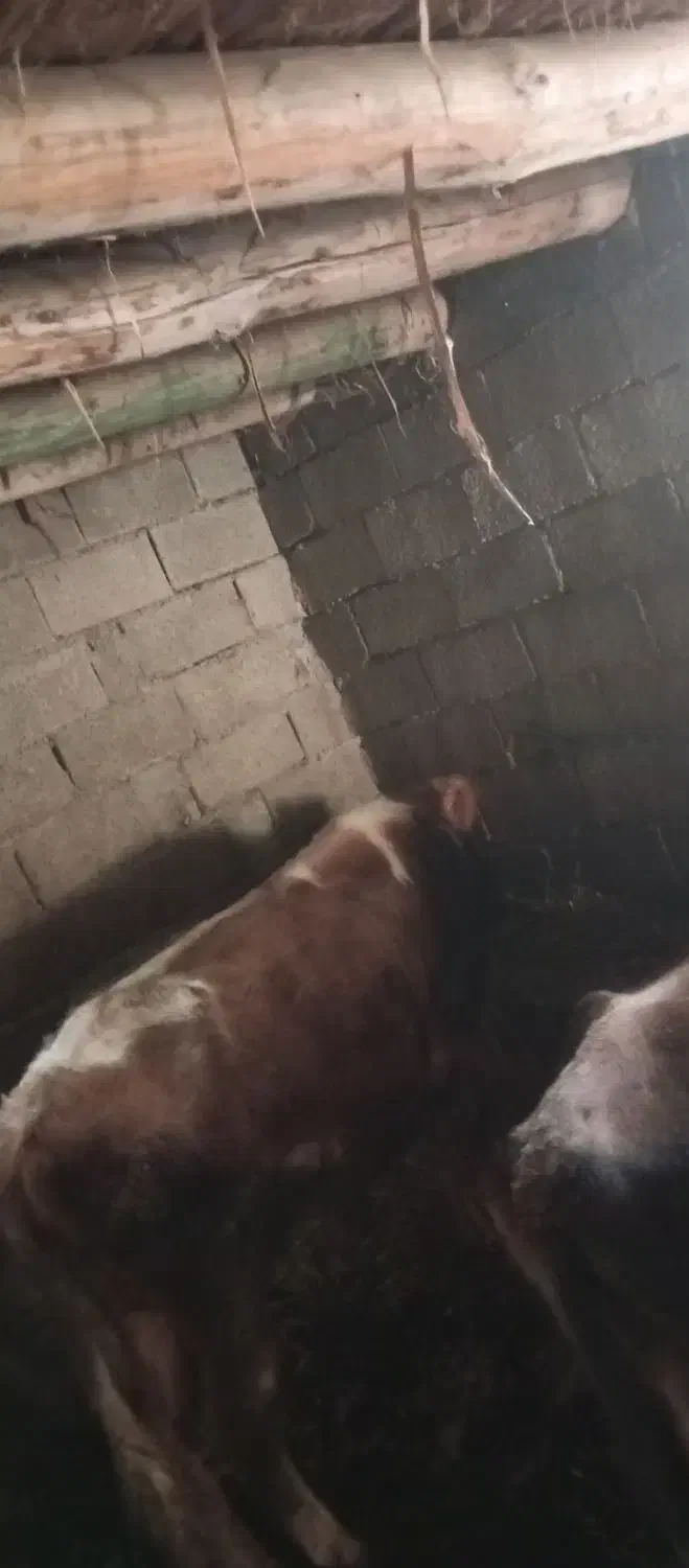 فروش دو عدد گاو نر|حیوانات مزرعه|اصلاندوز, |دیوار