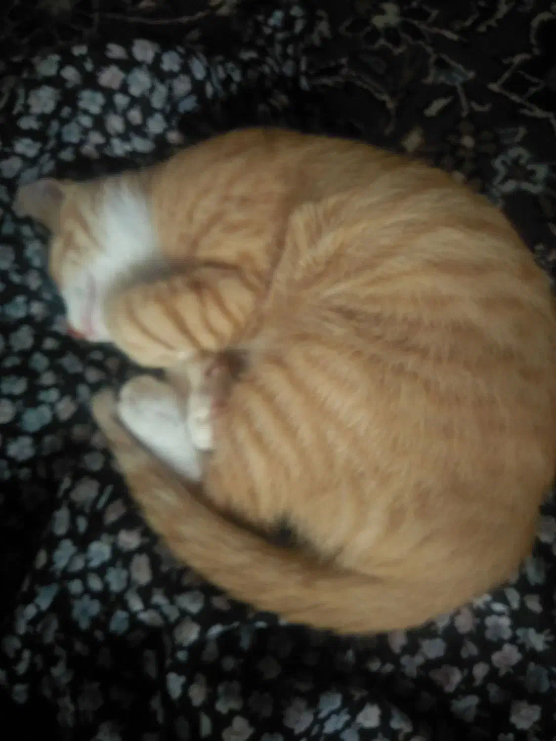 گربه نژاد پرشین. DSH پنج ماهه نر|گربه|محمودآباد, |دیوار