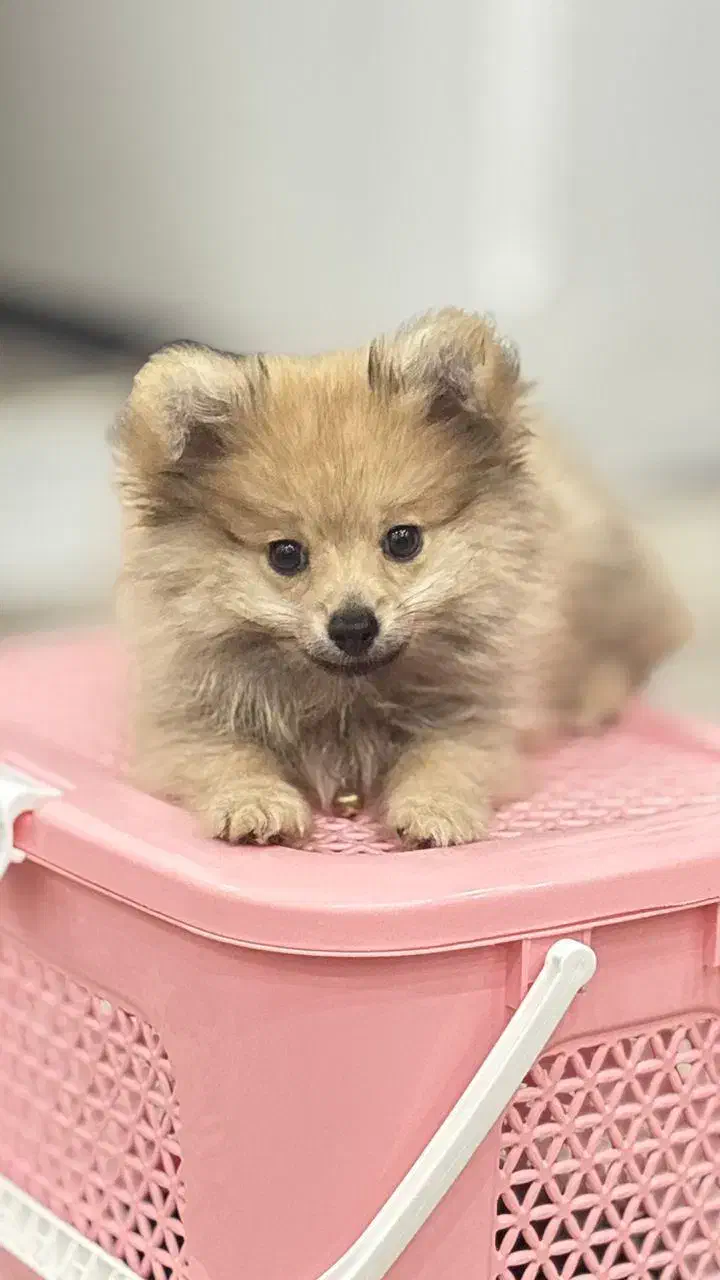 پامرین خرسی پرتقالی|سگ|تهران, باغ خزانه|دیوار