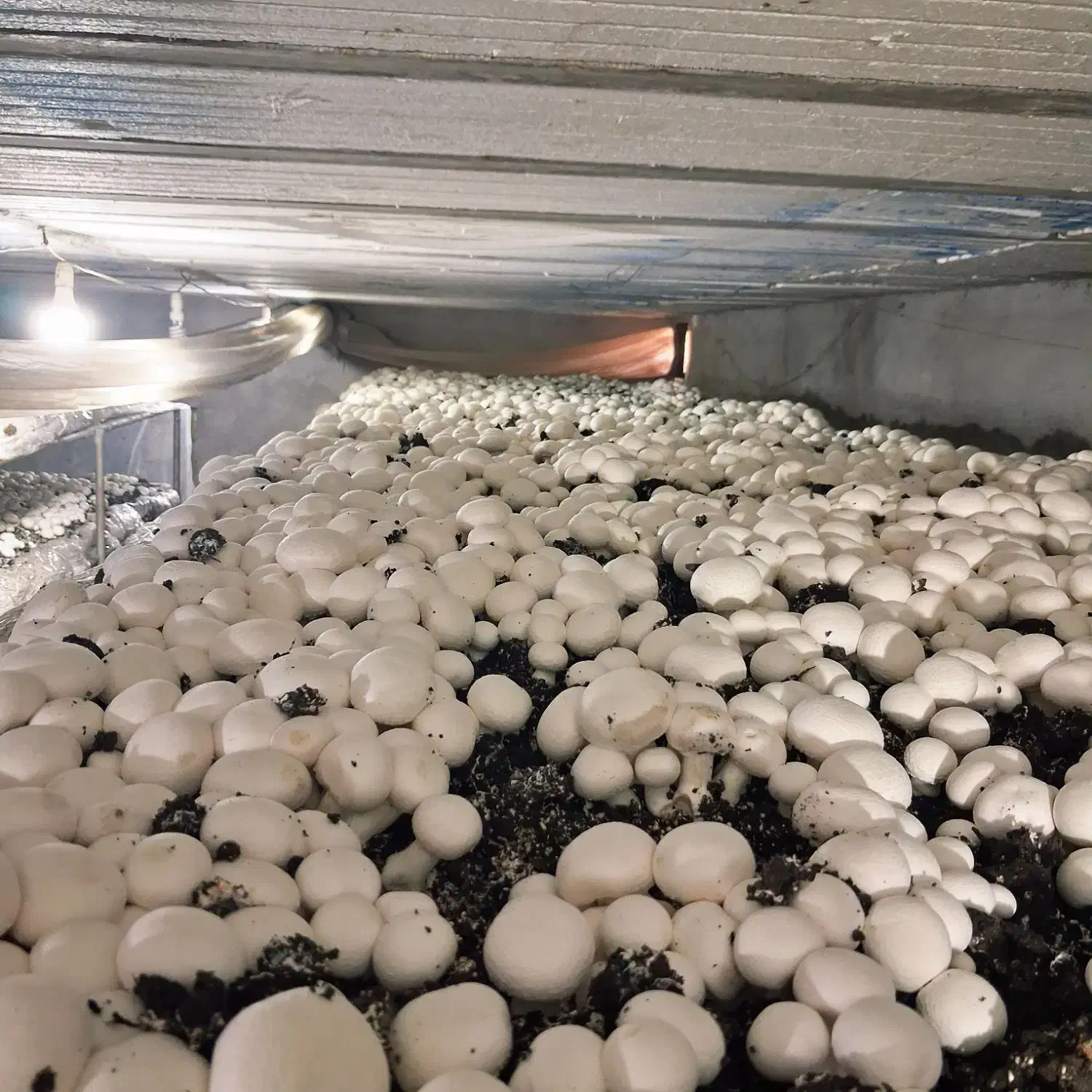 کار شناس تولید قارچ|خدمات آموزشی|باوی, |دیوار