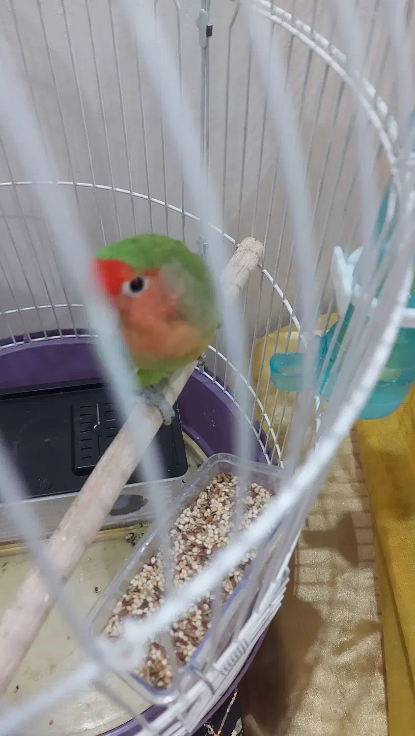 فروش طوطی برزیلی|پرنده|دورود, |دیوار