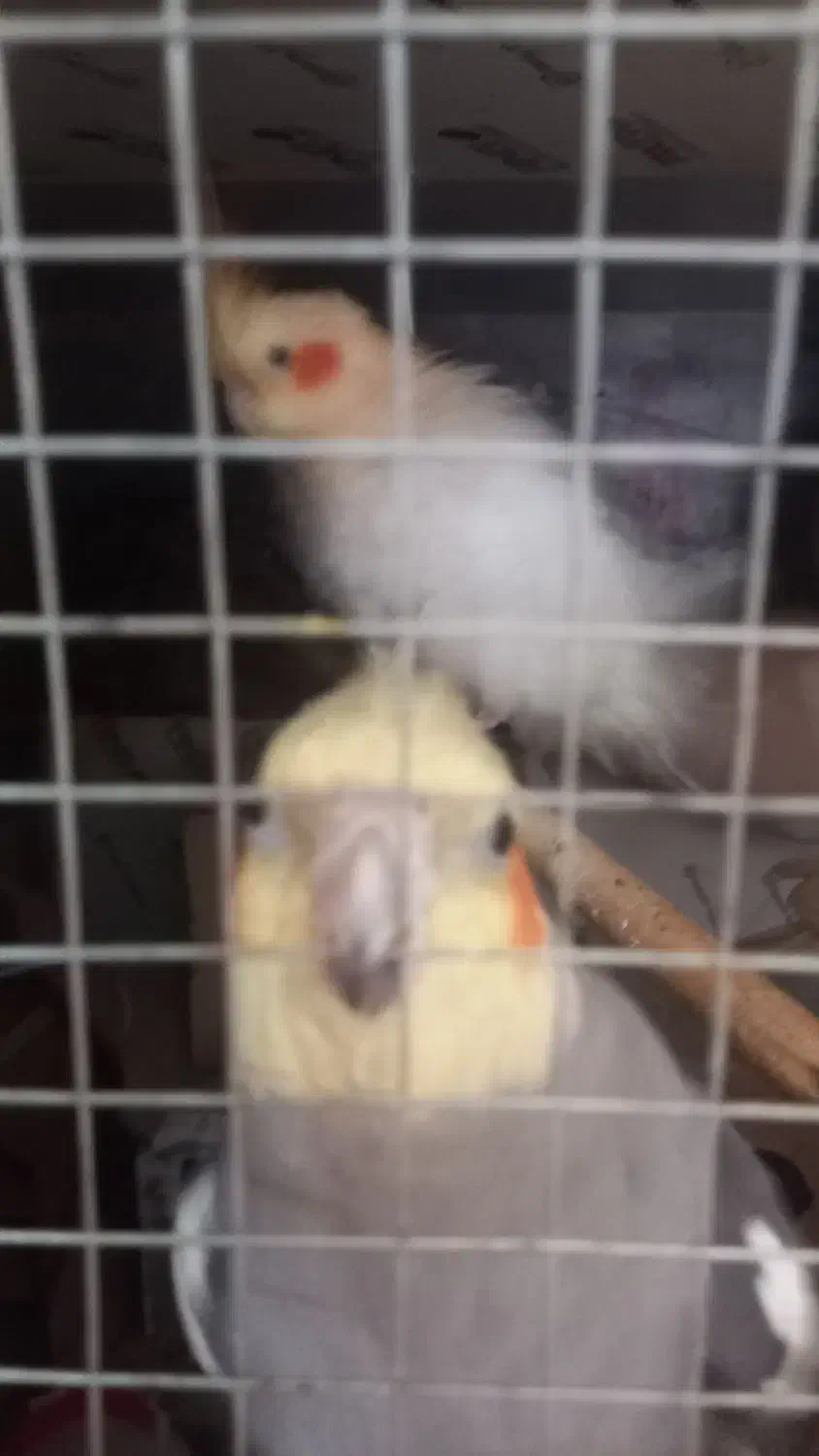 10000|پرنده|علیآباد کتول, |دیوار