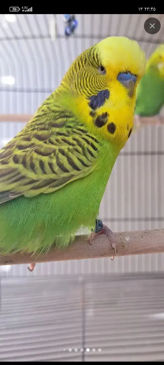 مرغ عشق انگلیسی حلقه پا نر|پرنده|کرج, حصارک پایین|دیوار