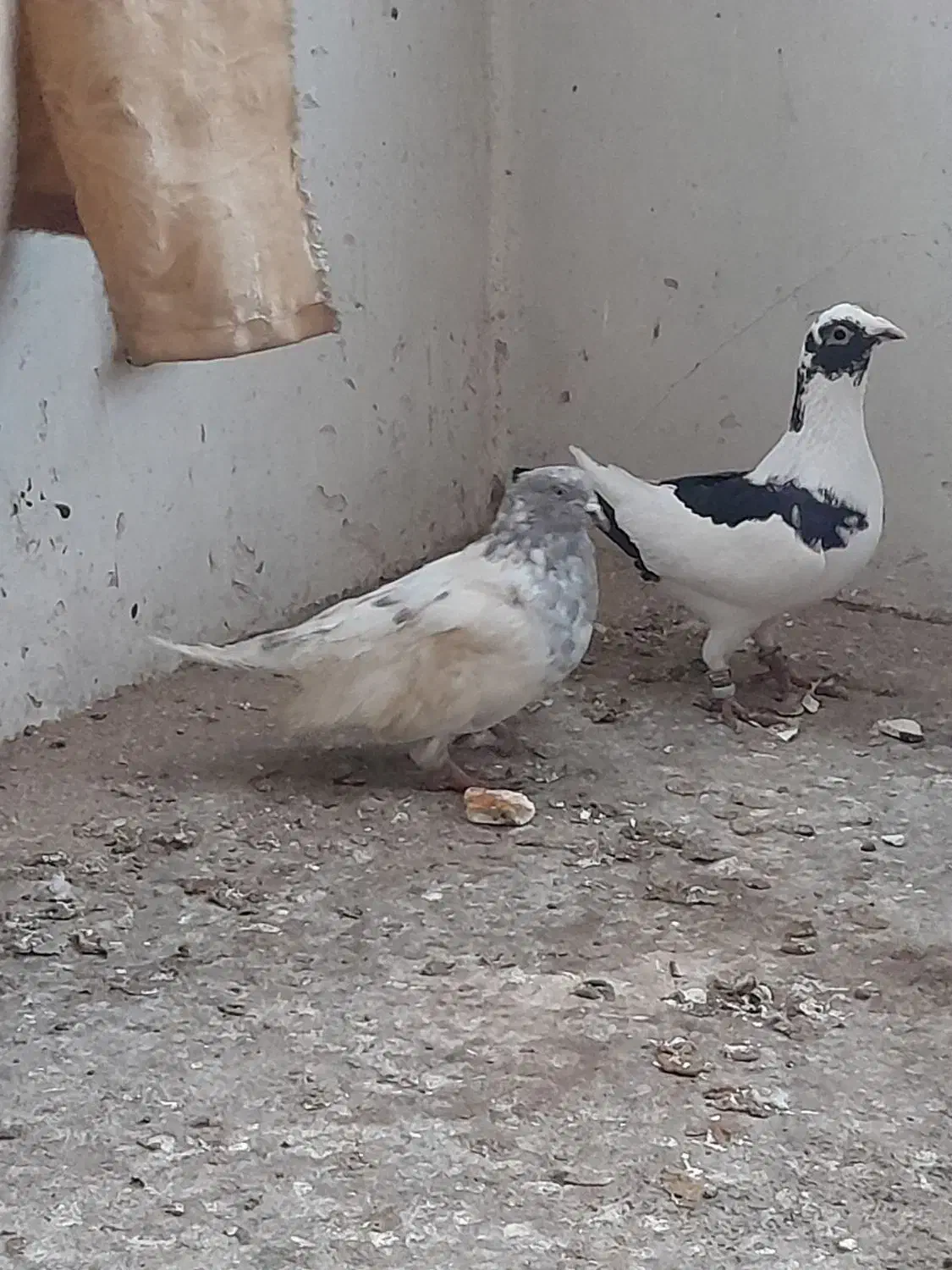 کفتر  کله|پرنده|مشهد, مقدم|دیوار