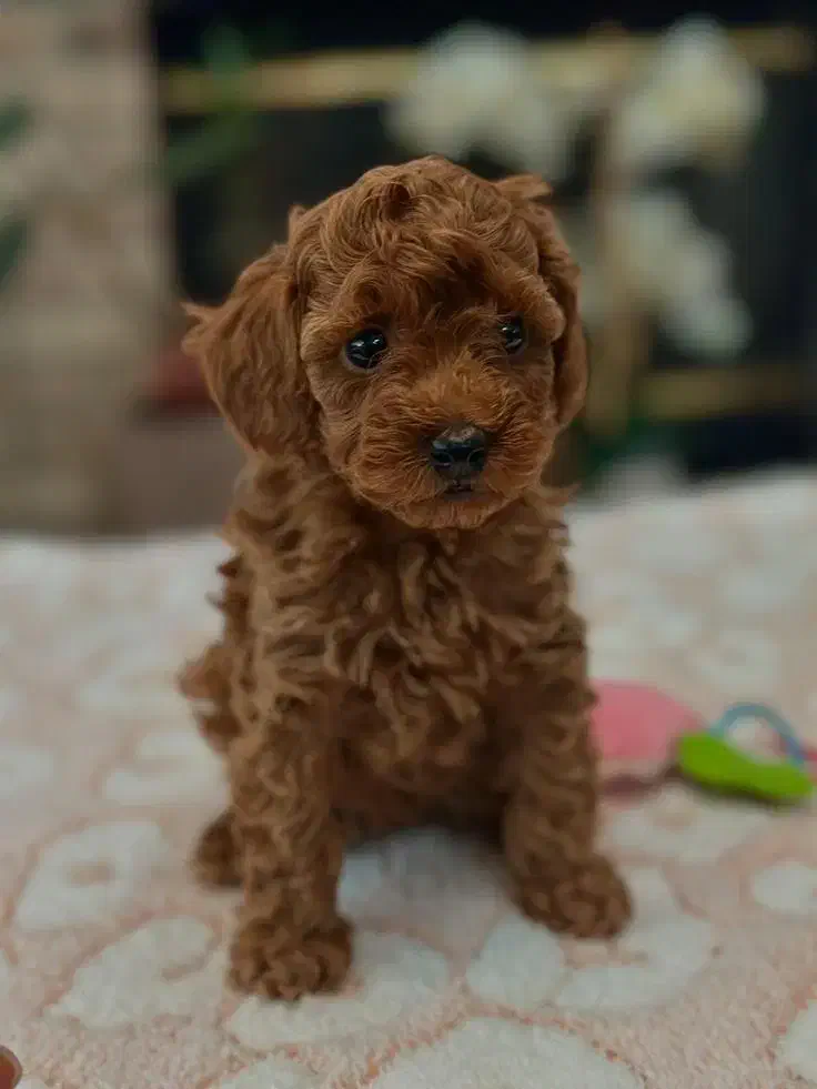 پامر /پودل/شی هواوا/گلدن/چاوچاو|سگ|اصفهان, احمدآباد|دیوار