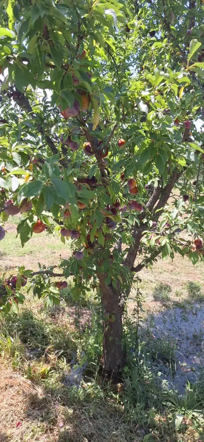 زمین زراعی باغ|فروش خانه و ویلا|پلدشت, |دیوار