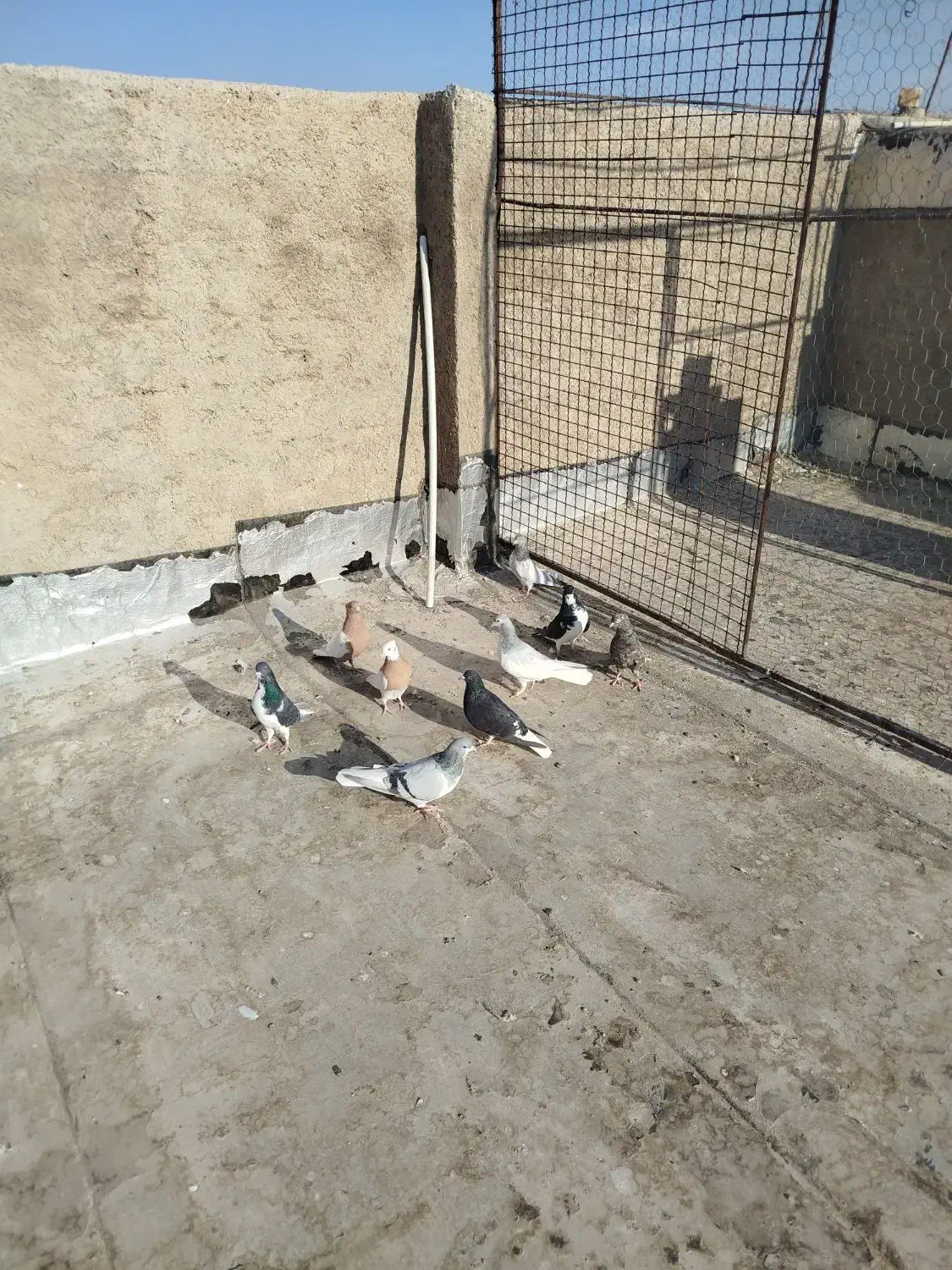 9 تا کفتر شهری بهبهانی نر|پرنده|شیراز, سلطان آباد|دیوار