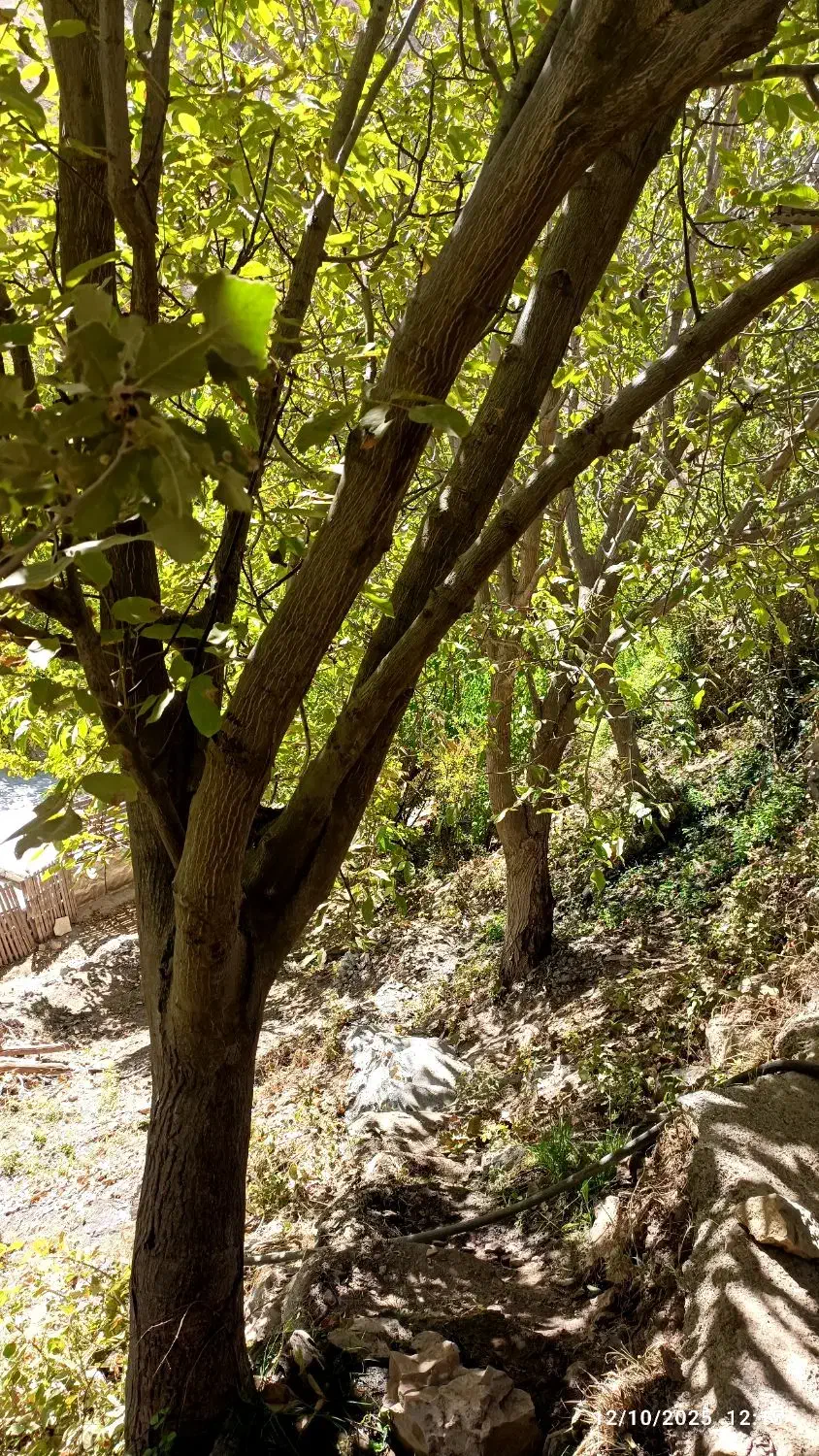 چوب|گل و گیاه طبیعی|جوانرود, |دیوار