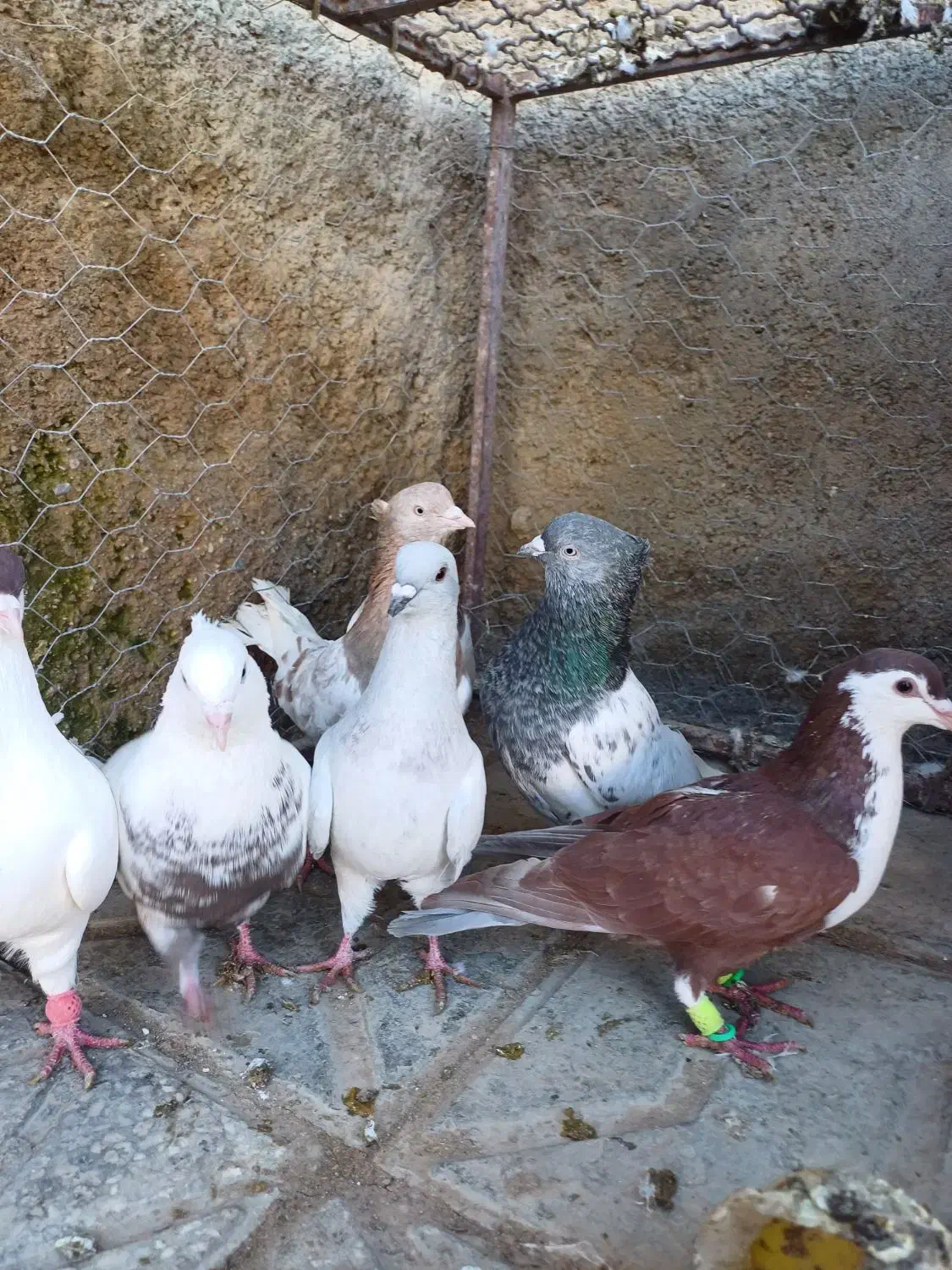 ۱۲ تا نر پرشی|پرنده|شیروان (خراسان), |دیوار