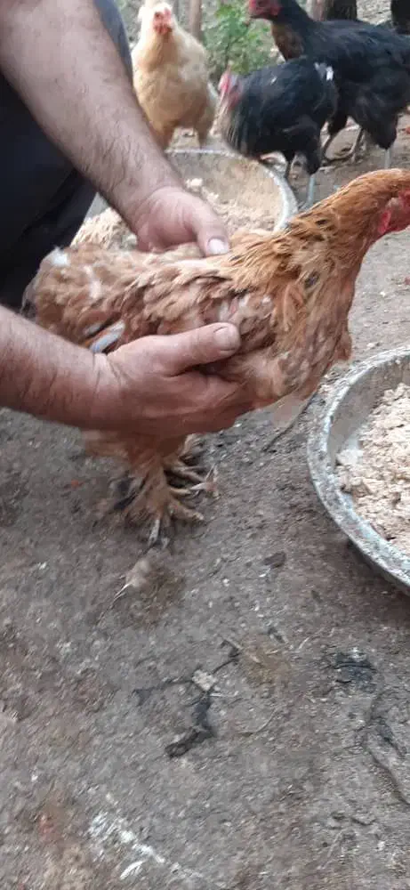 خروس و مرغ برهما یا امپراطور|حیوانات مزرعه|فرح آباد, |دیوار